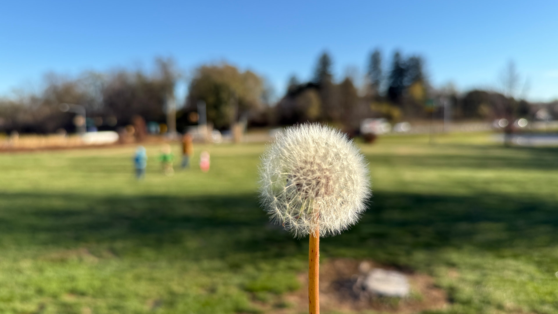 A single dandelion seed head in sharp focus against a sunlit field, blurred figures in the distance