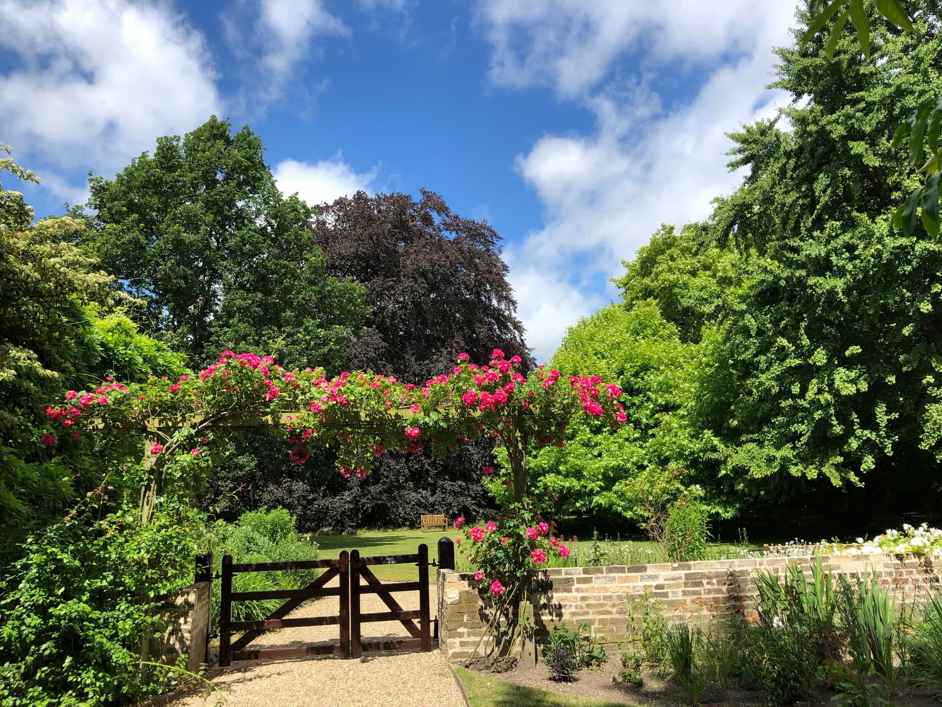A garden gate under an arch of climbing roses, bench beyond