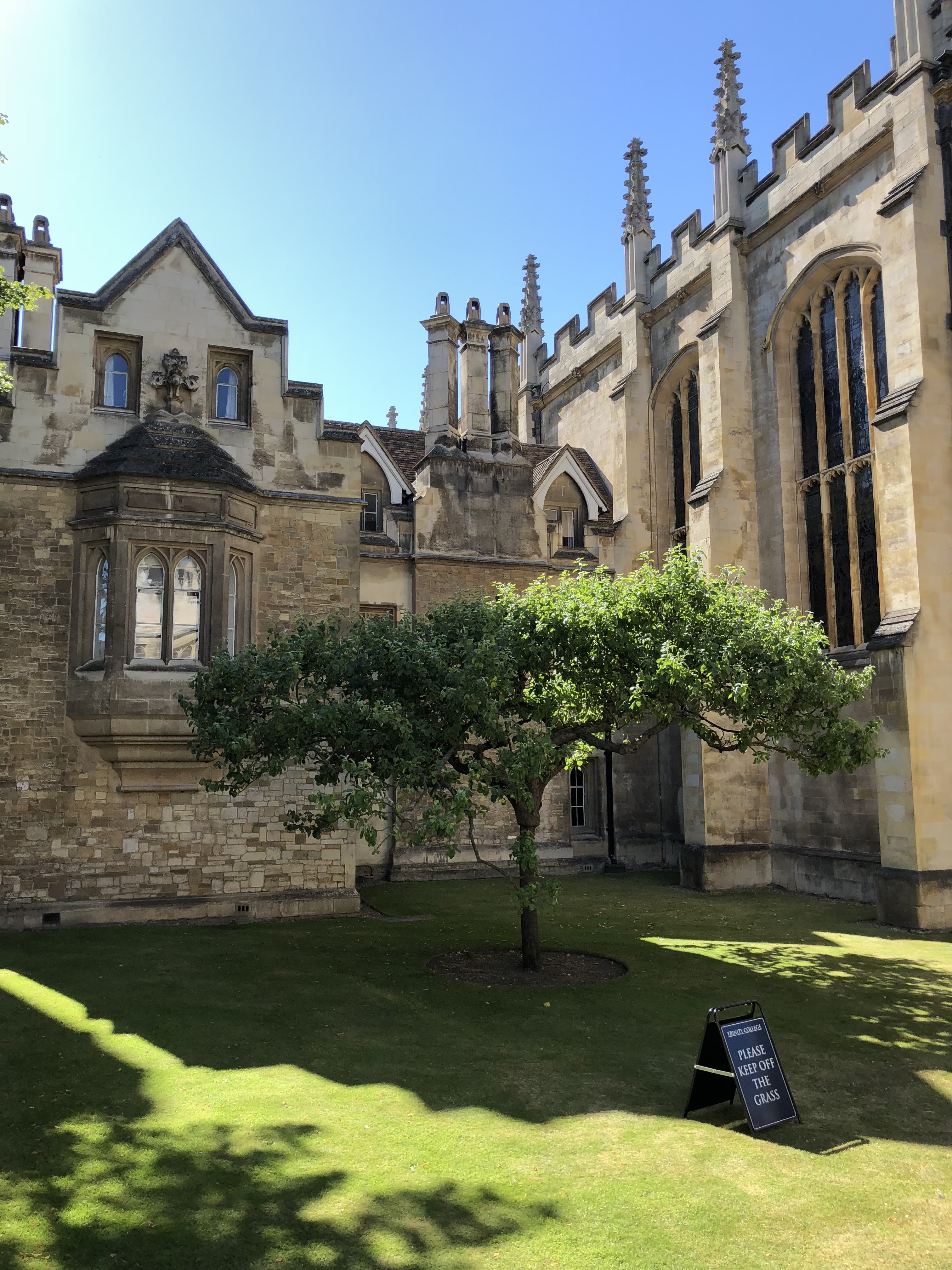 A descendant of Newton's apple tree in a manicured lawn, framed by the Gothic stone walls of Trinity College, Cambridge